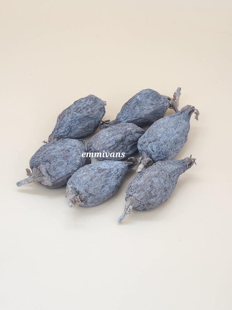 Emmivans Alligator Pepper Pods Grains Of Paradise ,10 Pods