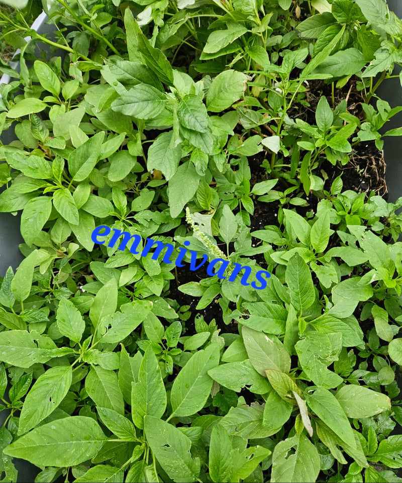 Nigerian Green Leaf Seeds , Efo Tete, Shoko , Amaranth , Efo Yanrin ,1oz (28g)
