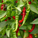 Emmivans Hot Mixed Pepper Seeds. Long Thick Red Cayenne Pepper & Slim Chili Pepper Seeds. Non-GMO Pepper Seeds For Outdoor & Indoor Home Gardening