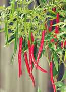 Red chili peppers growing on a plant with green leaves.